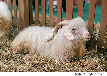 angora goat in the hay angora goat in the hay 50350375