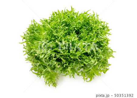 ハンサムグリーン 50351392