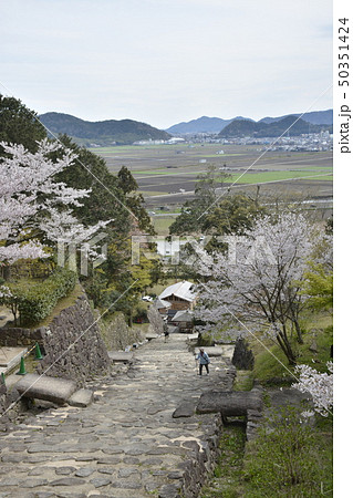 【滋賀県　近江八幡市】安土城跡の桜 50351424