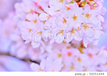 桜の開花イメージ 桜の開花イメージ 50351444