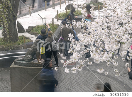 日本の東京都市景観 渋谷駅前のハチ公像や桜などを望む 日本の東京都市景観 渋谷駅前のハチ公像や桜などを望む 50351556