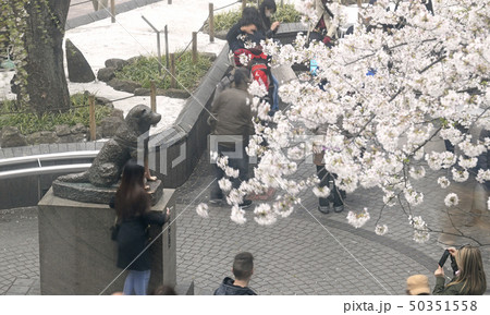 日本の東京都市景観 渋谷駅前のハチ公像や桜などを望む 日本の東京都市景観 渋谷駅前のハチ公像や桜などを望む 50351558