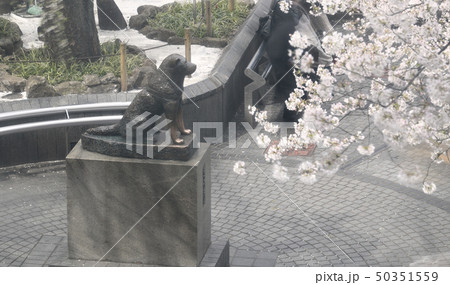 日本の東京都市景観　渋谷駅前のハチ公像や桜などを望む 50351559