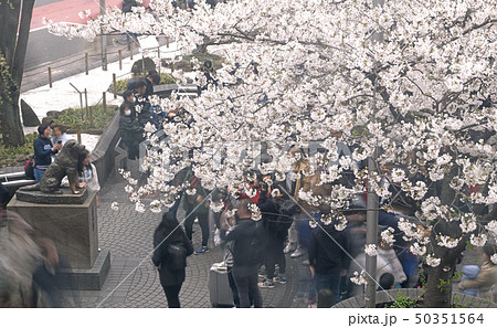 日本の東京都市景観 渋谷駅前のハチ公像や桜などを望む 日本の東京都市景観 渋谷駅前のハチ公像や桜などを望む 50351564