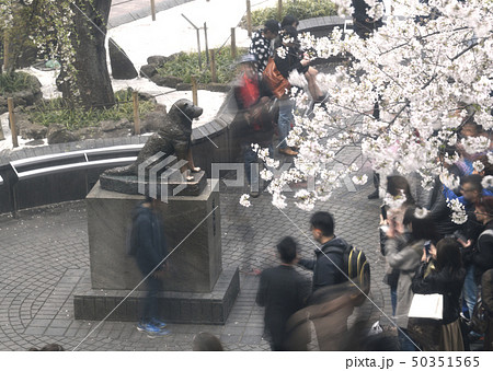 日本の東京都市景観　渋谷駅前のハチ公像や桜などを望む 50351565