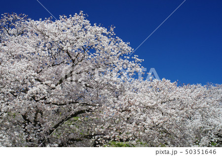 桜まつり　№3 50351646