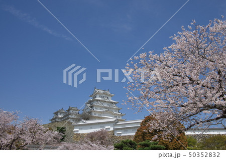 兵庫県姫路市:姫路城天守と桜 兵庫県姫路市:姫路城天守と桜 50352832