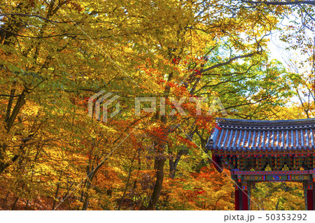 紅葉 秋 茶色 50353292