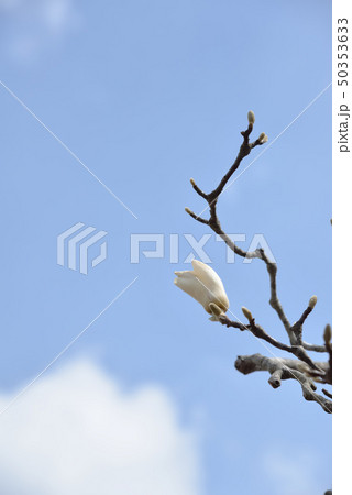 春の陽気に咲きかけモクレンの花 春の陽気に咲きかけモクレンの花 50353633
