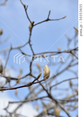春の陽気に咲きかけモクレンの花 春の陽気に咲きかけモクレンの花 50353635