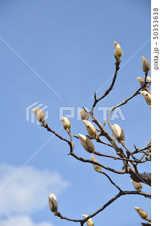 春の陽気に咲きかけモクレンの花 春の陽気に咲きかけモクレンの花 50353638