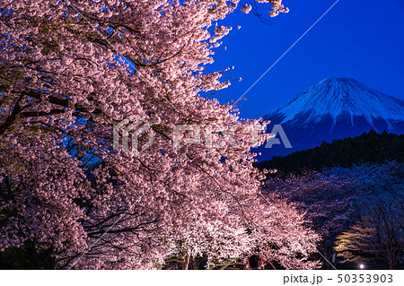 静岡県 夜桜が美しい春の富士山の写真素材