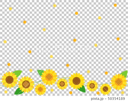 ひまわり30 ひまわり30 50354189