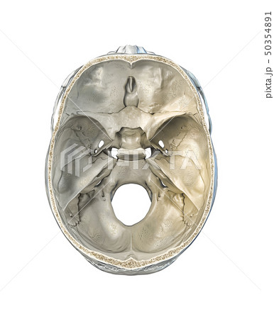 Human skull transversal cross-section. 50354891