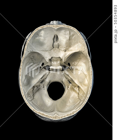 Human skull transversal cross-section viewed from Human skull transversal cross-section viewed from 50354893