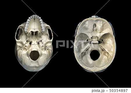 Human skull transversal cross-section and bottom 50354897