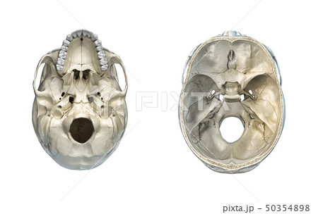 Human skull transversal cross-section and bottom Human skull transversal cross-section and bottom 50354898