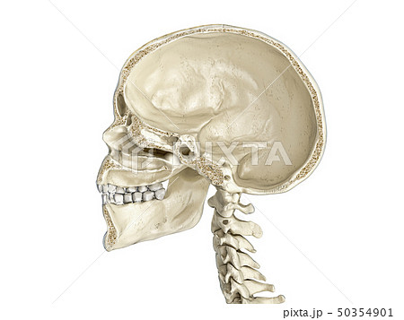 Human skull mid sagittal cross-section. Human skull mid sagittal cross-section. 50354901
