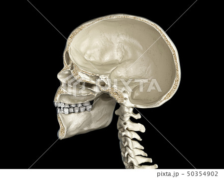 Human skull mid sagittal cross-section. 50354902