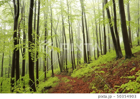 Spring beech forest in the fog Spring beech forest in the fog 50354903