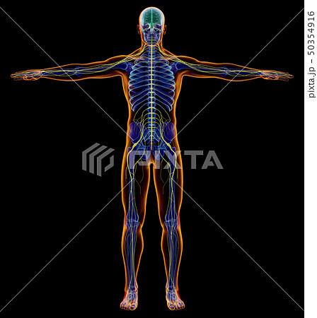 Man diagram x-ray nervous system.のイラスト素材 [50354916
