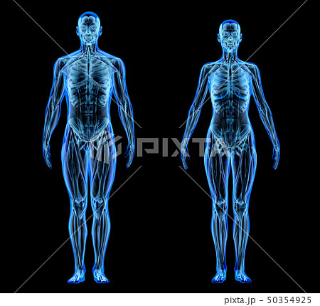 Man and woman muscle and skeletal systems. X-ray. 50354925