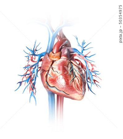 Human heart close-up with vessels. 50354975