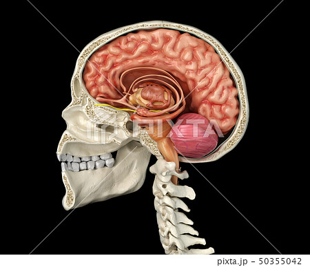 Human skull cross section with brain. - Stock Illustration [50355042] -  PIXTA