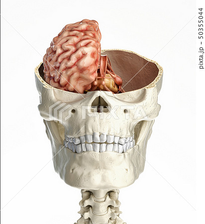Human skull transversal cross section with brain. 50355044