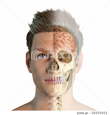 Man head with skull and brain ghosted. 50355053