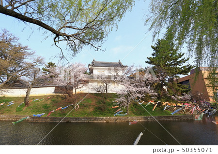 亀城公園(土浦城)の桜 亀城公園(土浦城)の桜 50355071