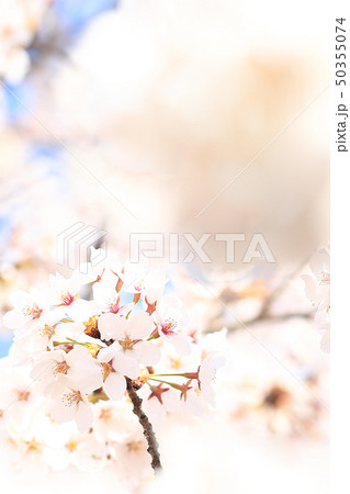 桜 ソメイヨシノ 春 イメージ 桜 ソメイヨシノ 春 イメージ 50355074