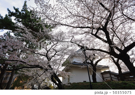 亀城公園(土浦城)の桜 亀城公園(土浦城)の桜 50355075