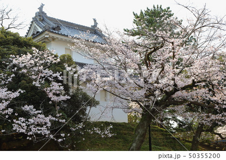 亀城公園(土浦城)の桜 50355200