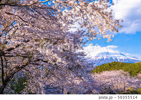《静岡県》富士山と桜 《静岡県》富士山と桜 50355514
