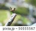 ミソサザイ 50355567