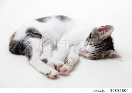 眠る子猫 眠る子猫 50355804
