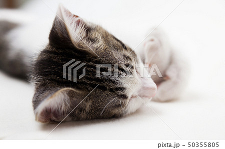 眠る子猫 眠る子猫 50355805