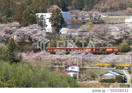 わたらせ渓谷鐵道「桜咲くみどり市大間々俯瞰風景」 50356032