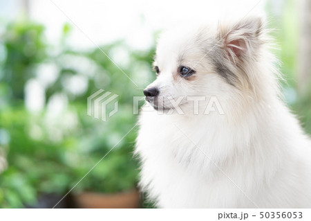 Closeup face of puppy pomeranian looking Closeup face of puppy pomeranian looking 50356053
