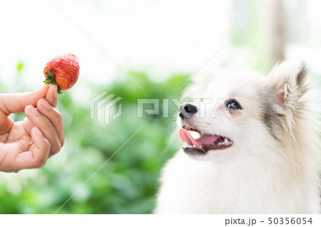 Closeup cute pomeranian dog looking red strawberry 50356054