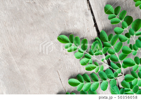 Closeup top view moringa leaves branch Closeup top view moringa leaves branch 50356058