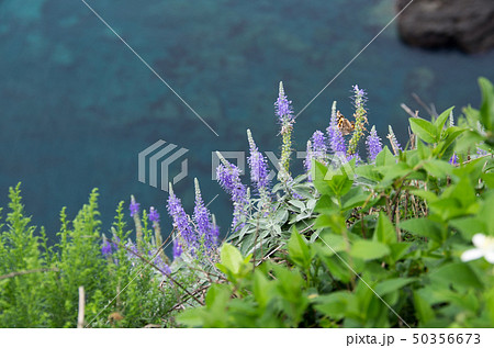 隠岐知夫里島赤壁の崖ぎわに咲くトウテイラン 隠岐知夫里島赤壁の崖ぎわに咲くトウテイラン 50356673