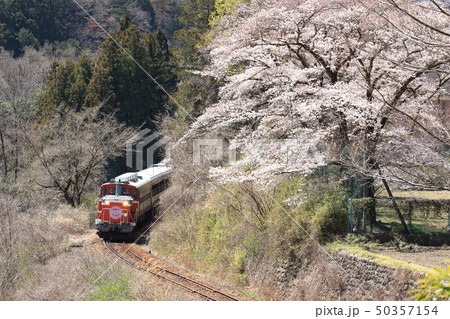 わたらせ渓谷鐵道「大きな桜の木と山間部を行く列車」 わたらせ渓谷鐵道「大きな桜の木と山間部を行く列車」 50357154