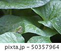 アマガエル 50357964