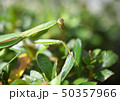 カマキリ 50357966