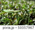 カマキリ 50357967