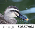 カルガモ 50357968