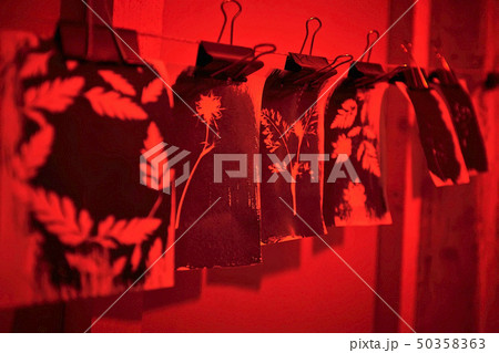 A piece of paper with the prints plants hanging in the Red Room during the cyanotype A piece of paper with the prints plants hanging in the Red Room during the cyanotype 50358363