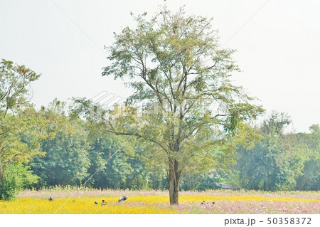 コスモス畑(Yellow and Pink Cosmos Field in Thailand) コスモス畑(Yellow and Pink Cosmos Field in Thailand) 50358372